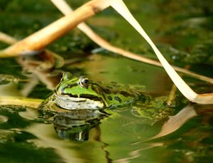 Teichfrosch0.jpg