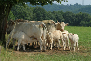 IMG_8637a.jpg IMG_8637a.jpg