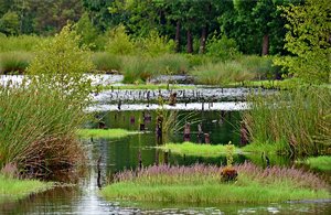 4, comp_DSC_8454.jpg