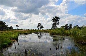 5, comp_DSC_8515.jpg