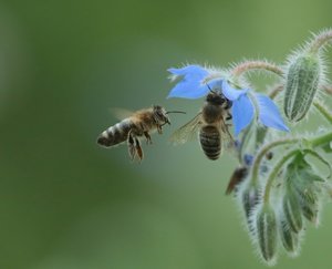 BienenBlüten0.jpg