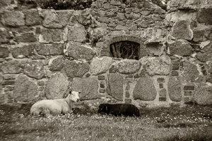 Bornholm_Salomonskapel_Schafe_1400_500.jpg Bornholm_Salomonskapel_Schafe_1400_500.jpg