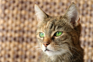 IMG_8906a.jpg IMG_8906a.jpg