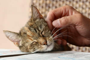 IMG_8924a.jpg IMG_8924a.jpg