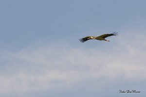 Small_DAN_8975.jpg Small_DAN_8975.jpg