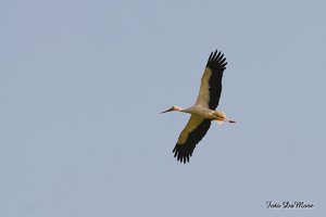 Small_DAN_8981.jpg Small_DAN_8981.jpg