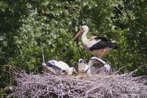 Small_DSC_10065.jpg Small_DSC_10065.jpg