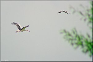 Bild - 16.jpg Bild - 16.jpg