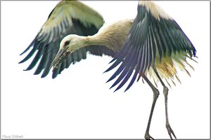 Bild - 17.jpg Bild - 17.jpg