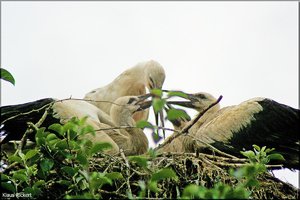 Bild - 18.jpg Bild - 18.jpg