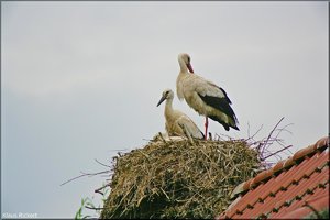 Bild - 20.jpg Bild - 20.jpg