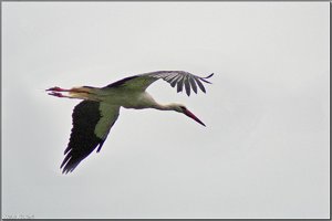 Bild - 26.jpg Bild - 26.jpg