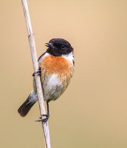 IMG_9168.jpg IMG_9168.jpg