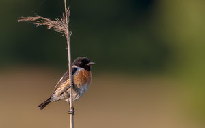 IMG_9429.jpg IMG_9429.jpg