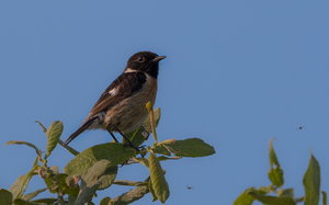 IMG_9484.jpg IMG_9484.jpg