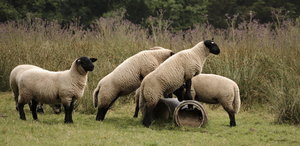 IMG_4379.jpg IMG_4379.jpg