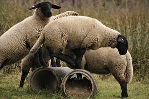 IMG_4382.jpg IMG_4382.jpg