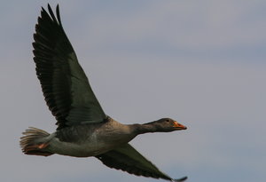 IMG_8766.jpg IMG_8766.jpg