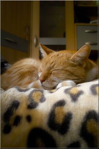 kater_a-schlafend.jpg