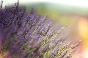 comp__MG_4586-Bearbeitet.jpg comp__MG_4586-Bearbeitet.jpg