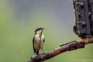 5DSR1756-1.jpg 5DSR1756-1.jpg