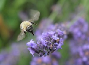 comp_biene1.jpg comp_biene1.jpg