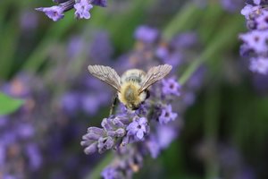 comp_bieneflü.jpg comp_bieneflü.jpg