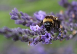 comp_IMG_0248.jpg comp_IMG_0248.jpg