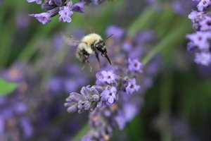 comp_IMG_0828.jpg comp_IMG_0828.jpg