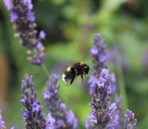 comp_landeanf.jpg comp_landeanf.jpg