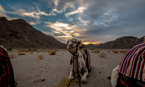 IMG_4559.jpg IMG_4559.jpg