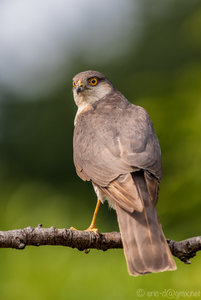 5DSR2339a-1-2.jpg 5DSR2339a-1-2.jpg