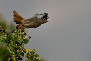 DSC_3118 Hausrotschwanz jung Flug.jpg