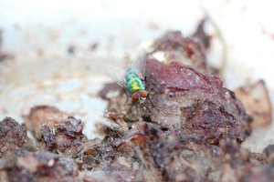 comp_IMG_1357.jpg comp_IMG_1357.jpg