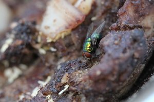 comp_IMG_1368.jpg comp_IMG_1368.jpg