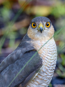 D81_1687a-1.jpg D81_1687a-1.jpg