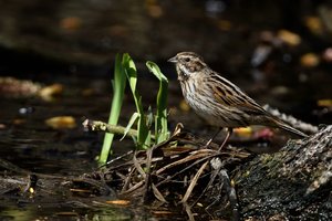 comp_DSC_2543 Rohrammer.jpg