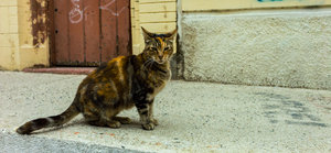 SDIM4331.jpg SDIM4331.jpg