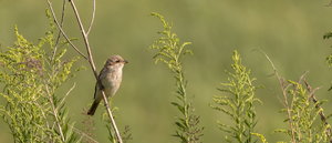 IMG_2389.jpg IMG_2389.jpg