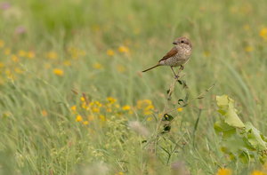 IMG_2475.jpg IMG_2475.jpg