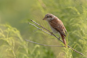 IMG_2520.jpg IMG_2520.jpg