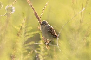 IMG_2562.jpg IMG_2562.jpg