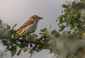 IMG_2598.jpg IMG_2598.jpg