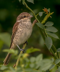 IMG_2933.jpg IMG_2933.jpg