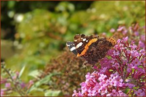 Bild -17.jpg Bild -17.jpg