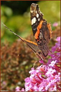 Bild -18.jpg Bild -18.jpg