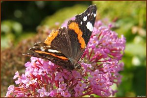 Bild -19.jpg Bild -19.jpg