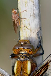 comp_19907-libelle-und-fliege.jpg