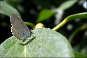 Insekten -6.jpg Insekten -6.jpg