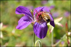 Insekten -7.jpg Insekten -7.jpg